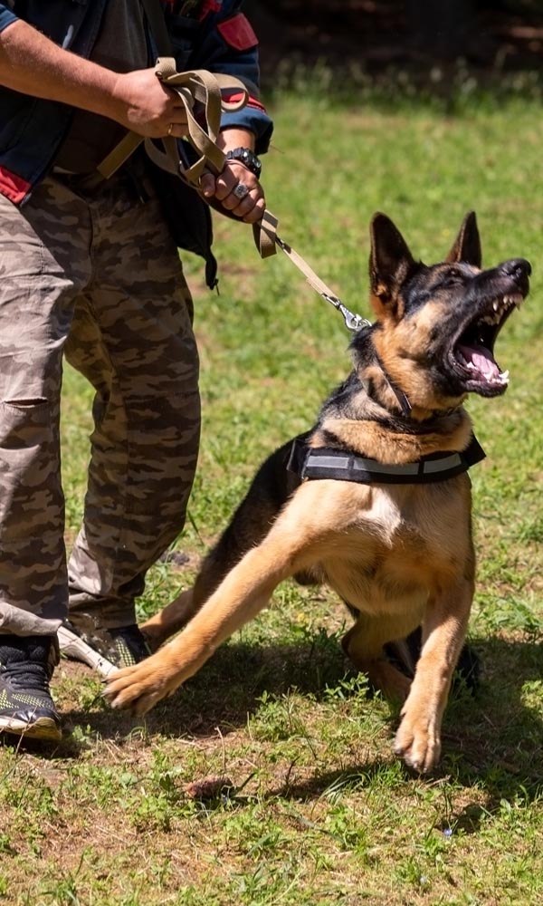 A handler restraining an aggressive dog on a leash